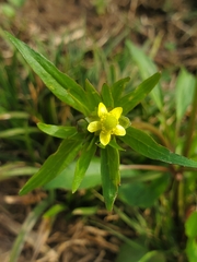 Ranunculus abortivus
