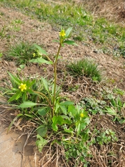 Ranunculus abortivus