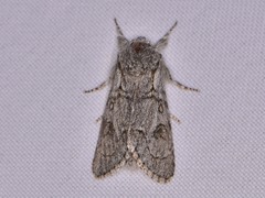 Acronicta tota