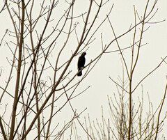 Turdus merula