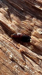 Parcoblatta pennsylvanica