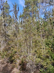 Cupressus pygmaea
