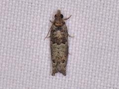 Pseudexentera knudsoni