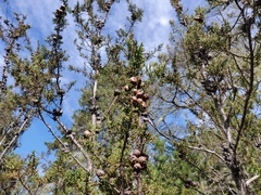 Cupressus pygmaea