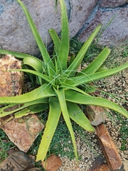 Aloe pretoriensis