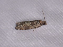 Pseudexentera knudsoni