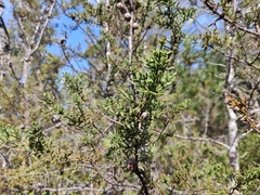 Cupressus pygmaea