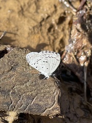 Celastrina ladon