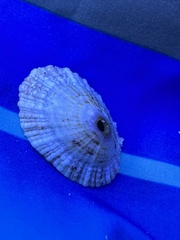 Diodora