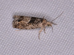 Pseudexentera hodsoni