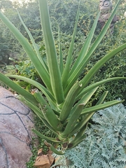 Aloidendron barberae