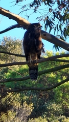 Polyboroides typus typus