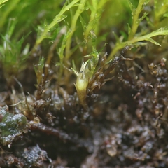 Archidium alternifolium