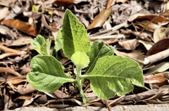 Verbesina virginica