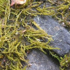 Archidium alternifolium