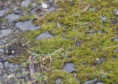 Archidium alternifolium