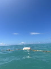 Pelecanus occidentalis