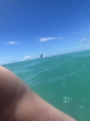 Pelecanus occidentalis