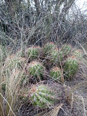 Trichocereus candicans