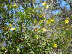 Gelsemium sempervirens