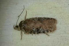 Agonopterix purpurea
