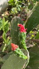 Opuntia cochenillifera