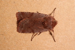 Cerastis rubricosa
