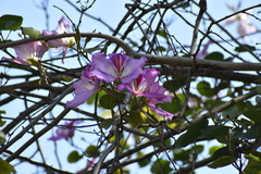 Bauhinia variegata
