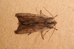 Lithophane semibrunnea