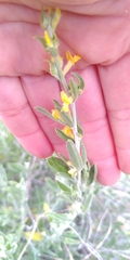 Anthyllis cytisoides