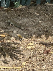 Ameiva bifrontata