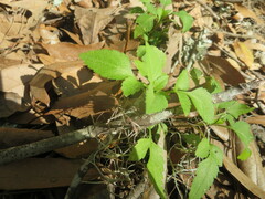 Sambucus canadensis