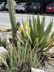 Aloe vera