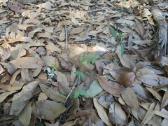 Vicia sativa