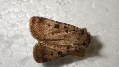 Chersotis multangula