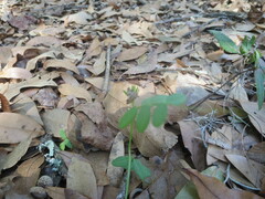 Vicia sativa