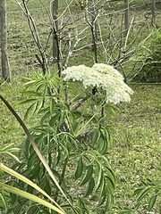 Sambucus canadensis