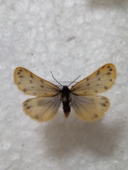 Setina roscida