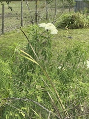 Sambucus canadensis