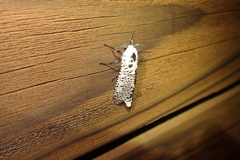 Zeuzera multistrigata