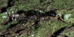 Odontomachus haematodus