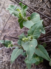 Mirabilis ovata