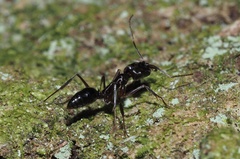 Odontomachus haematodus