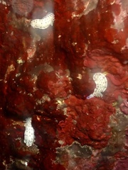 Hypselodoris bertschi