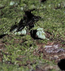 Odontomachus haematodus