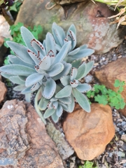 Kalanchoe tomentosa