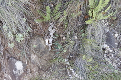 Afroaster perfoliatus