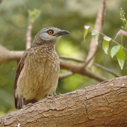 Brown Babbler