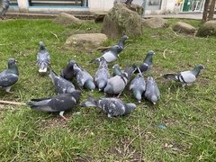 Columba livia domestica