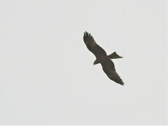 Milvus migrans parasitus